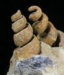 Large, Spiral Gastropod Fossils - Morocco #28836-4